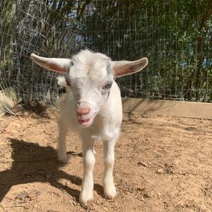 Meet your Posher, Trevor